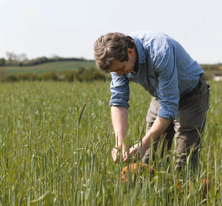 Fielden Harvest 2019 English Rye Whisky - Digital Distiller